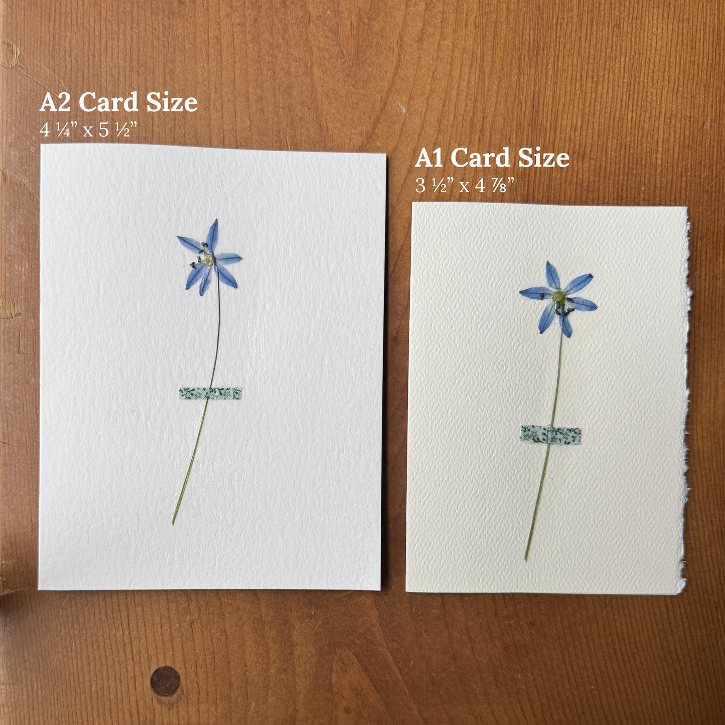 Mini Blue Scilla with Green Floral Fabric