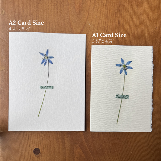 Mini Blue Scilla with Green Floral Fabric