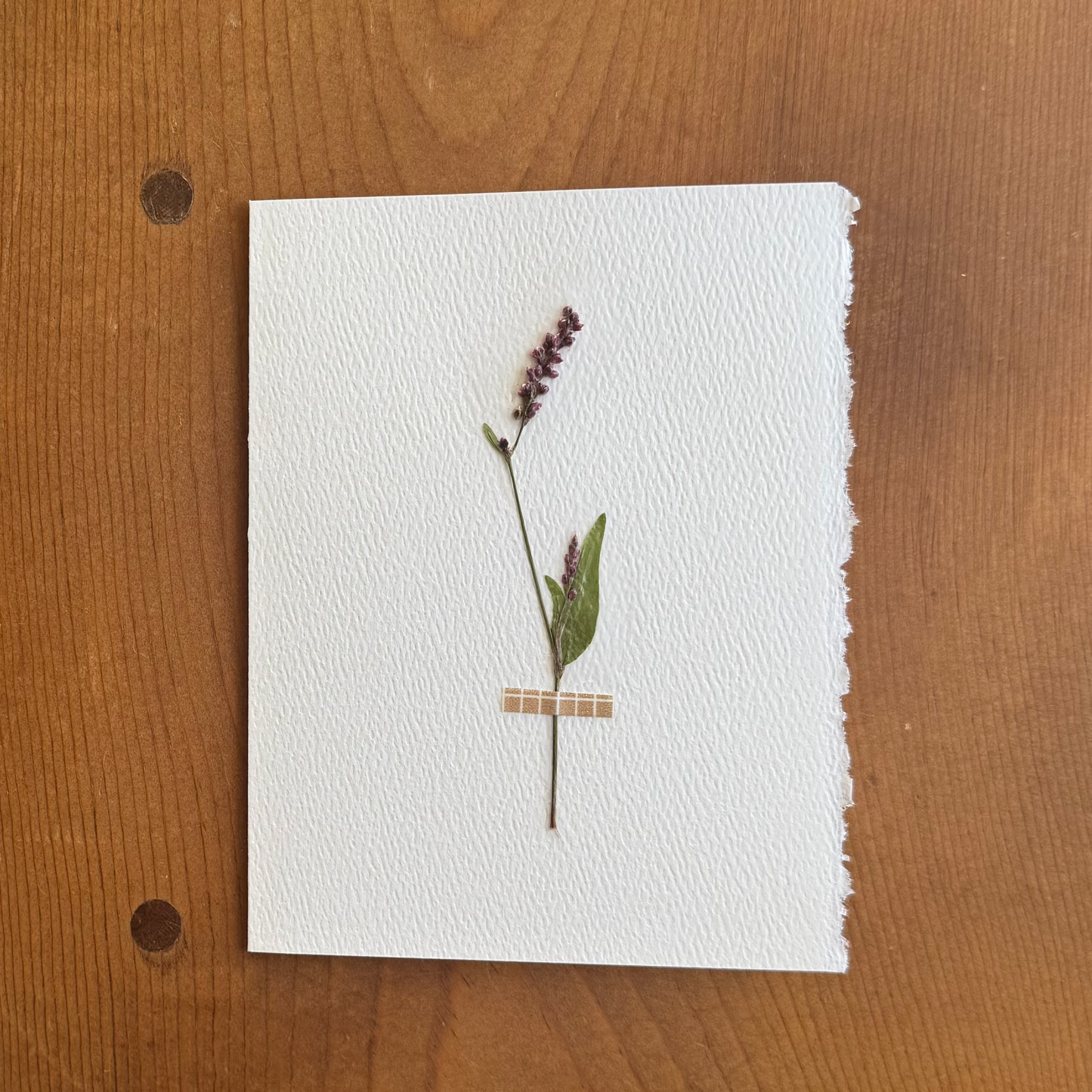 The Compassionate Card