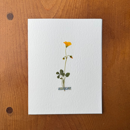 Yellow Sorrel with Blue Floral Fabric