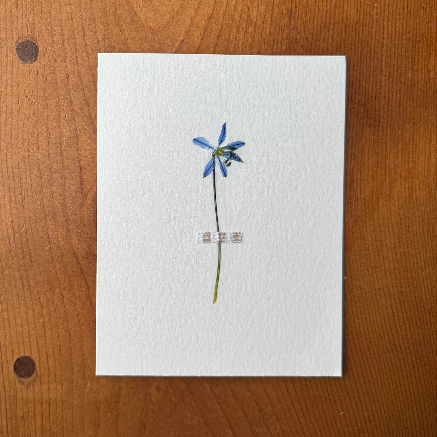 Blue Scilla with Striped Fabric