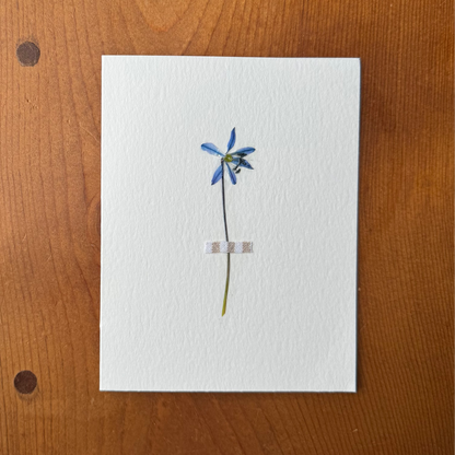 Blue Scilla with Striped Fabric