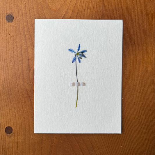 Blue Scilla with Striped Fabric