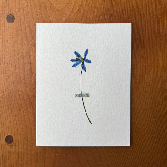 Blue Scilla with Blue Floral Fabric