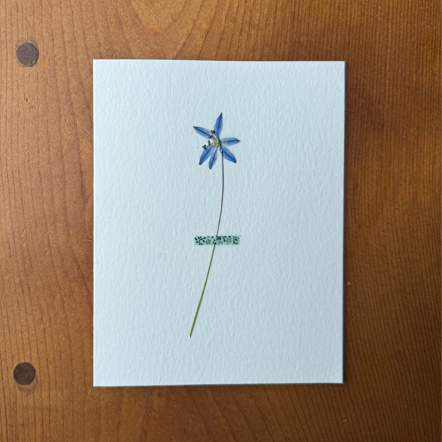 Blue Scilla with Green Floral Fabric