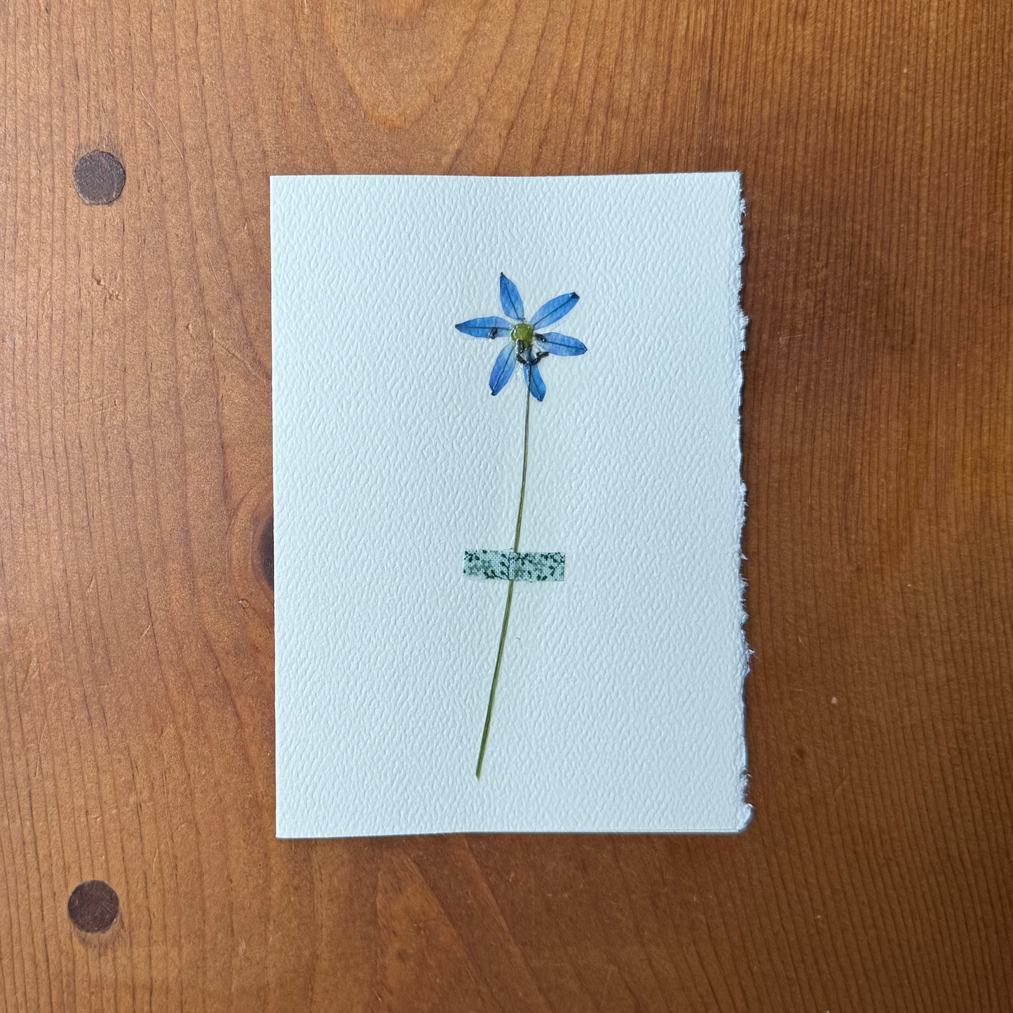 Mini Blue Scilla with Green Floral Fabric