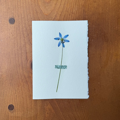 Mini Blue Scilla with Green Floral Fabric