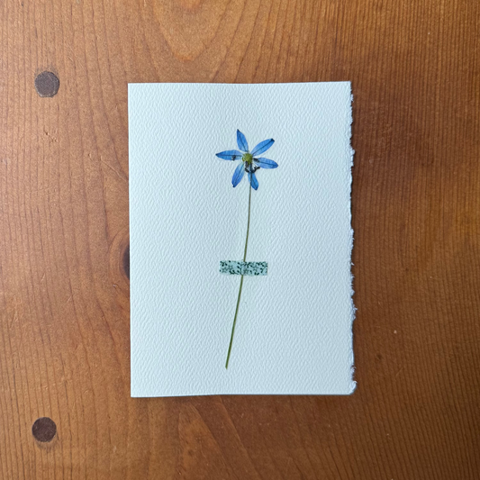 Mini Blue Scilla with Green Floral Fabric